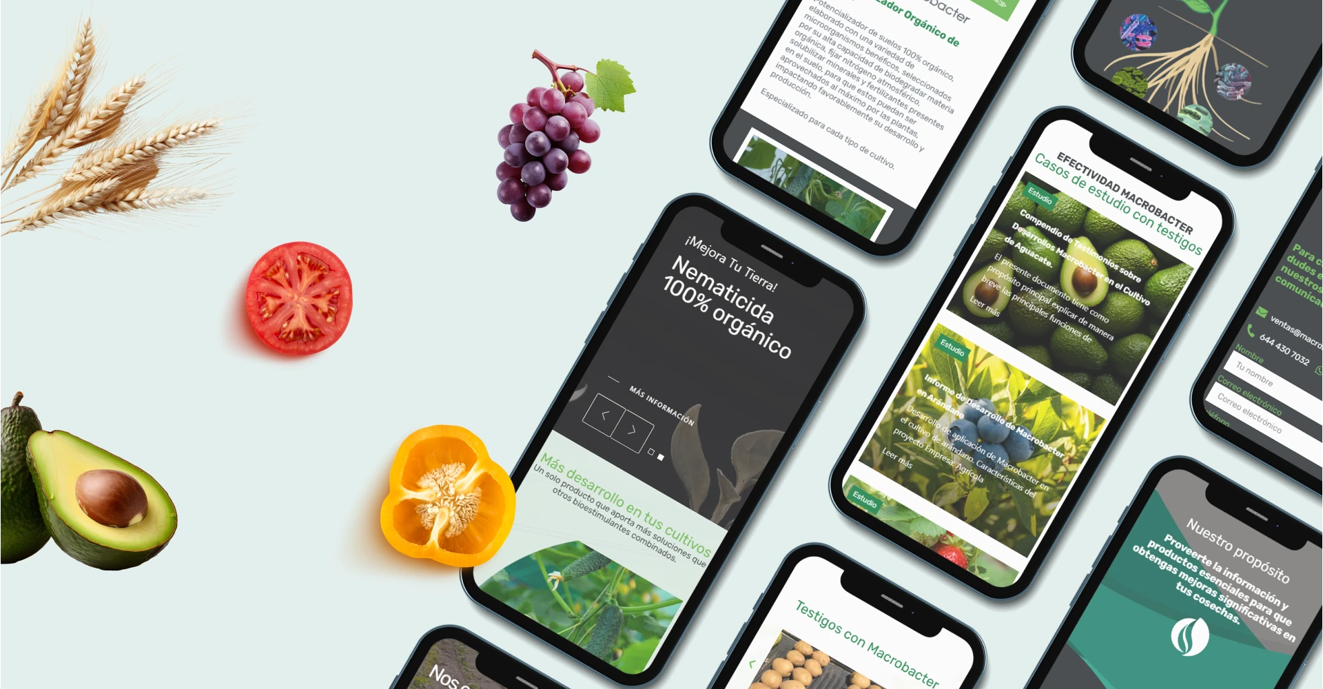 macrobacter - secundaria